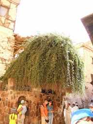 Неопалимая купина в монастыре Св. Екатерины (Египет, Синай).